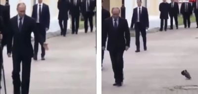 Videonun Vladimir Putin'e selam veren bir güvercini gösterdiği iddiası