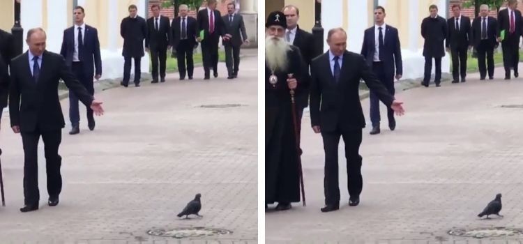 Videonun Vladimir Putin'e selam veren bir güvercini gösterdiği iddiası