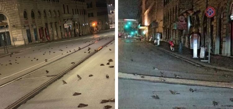 Roma'da yeni yıl kutlamalarında kuşların havai fişekler nedeniyle öldüğü iddiası