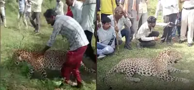 Video içki fabrikasına girip sarhoş olan leoparı mı gösteriyor?