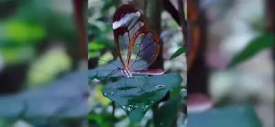Videodaki şeffaf kanatlı kelebek gerçek mi?