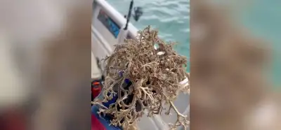 Görüntülerdeki deniz canlısı gerçek mi?