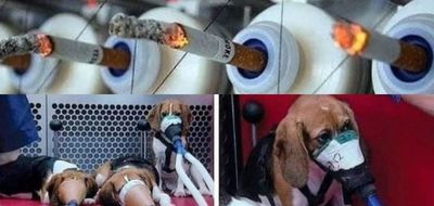 Fotoğrafların güncel sigara deneylerinde kullanılan köpekleri gösterdiği iddiası