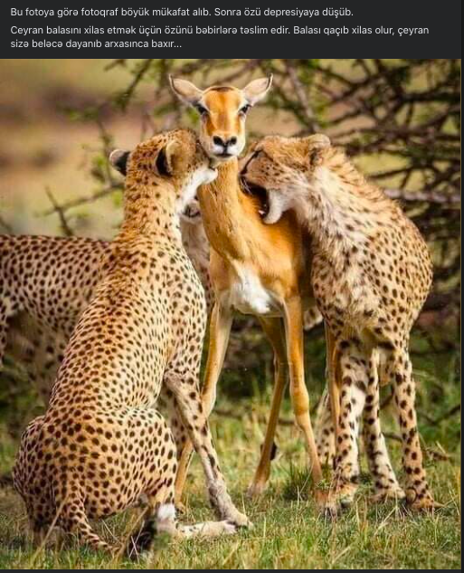 teyitaz hepard impala analiz ekran