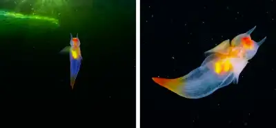 Video deniz meleğini mi gösteriyor?