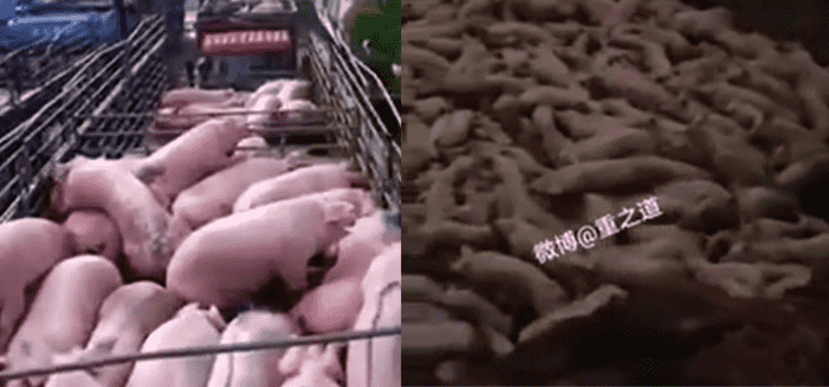 Videodaki domuzlar koronavirüs nedeniyle diri diri gömülmüyor