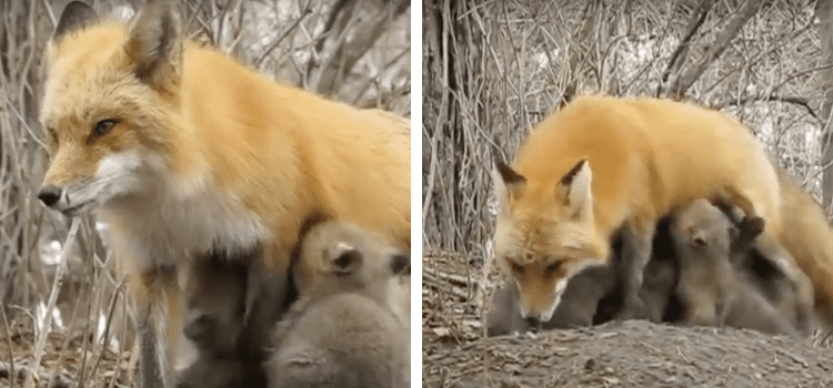 Videonun koala yavrularını emziren tilkiyi gösterdiği iddiası