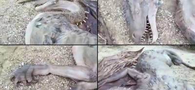 Videonun Moğolistan’da bulunan ejderhayı gösterdiği iddiası