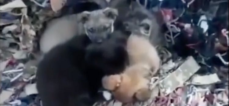 Köpeklerin kedileri koruduğu videonun Türkiye’deki depremlerden sonra kaydedildiği iddiası